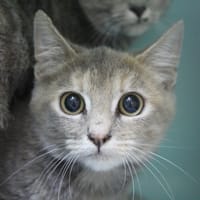 amina, chatte à adopter