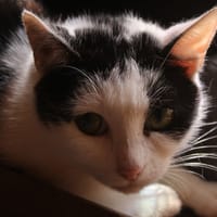 alina, chatte à adopter