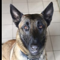 vita, chienne à adopter