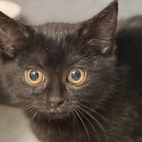 SUCRINETTE (réservée), chatte à adopter