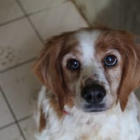 vicky, chienne à adopter
