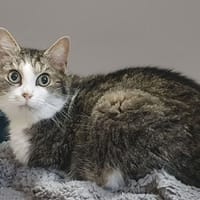 COTY CHA, chatte à adopter