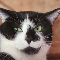 SCUTIGERE, chat à adopter