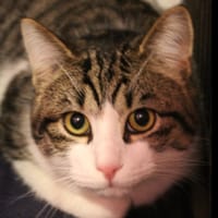 balisto, chat à adopter