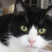 aloé, chatte à adopter