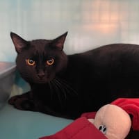 Bagheera, chat à adopter