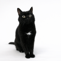 OSCAR, chat à adopter