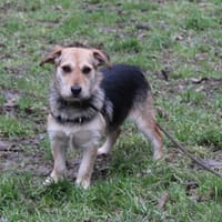 opale, chienne à adopter