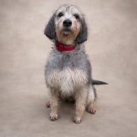 GRIBOUILLE, chien à adopter