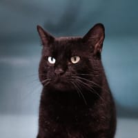 Batman, chat à adopter