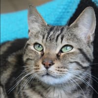 achille, chat à adopter