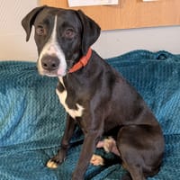 OTTO, chien à adopter