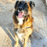 Jumper, chien à adopter