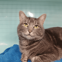 YONO, chat à adopter