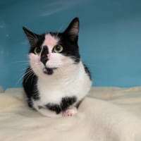 BELLA, chatte à adopter