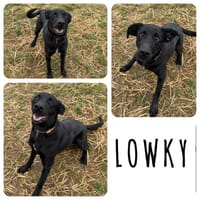 LOWKY, chien à adopter