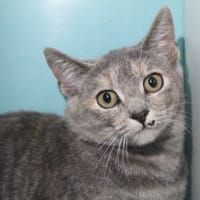 astrid, chatte à adopter