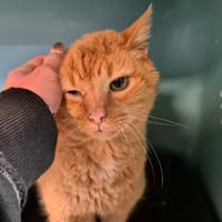 ARISTIDE, chat à adopter