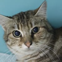 automn, chat à adopter