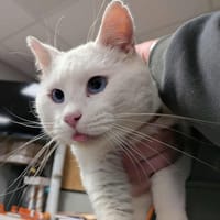 GHOST, chat à adopter