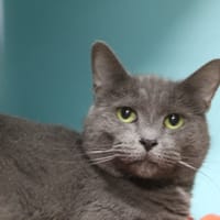 adile, chat à adopter