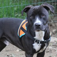 Tomy, chien à adopter