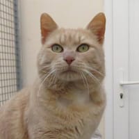 CROCROU, chat à adopter