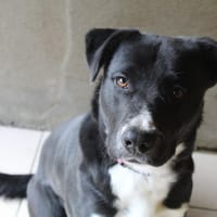 balthazar, chien à adopter