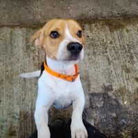 OSLO, chien à adopter