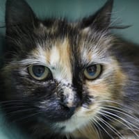 allie, chatte à adopter