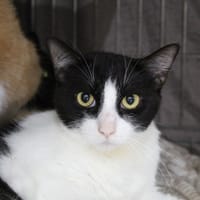 ALAN, chat à adopter