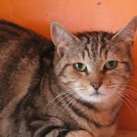 apache, chatte à adopter