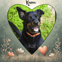 KAZAN, chien à adopter