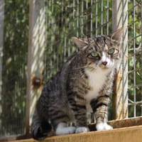 AMY, chatte à adopter