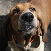 NINA, chienne à adopter