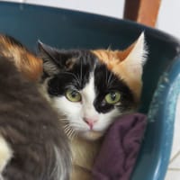 Arnegonde, chatte à adopter
