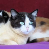 Anneta, chatte à adopter