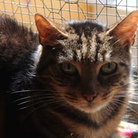 archibald, chat à adopter