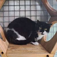 GISOU QCT, chatte à adopter