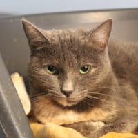 alice, chatte à adopter