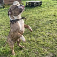 BOUBOU, chien à adopter