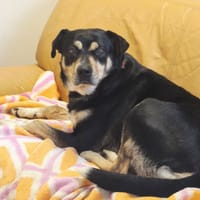 SIOU, chienne à adopter