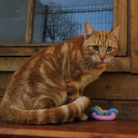 Edouard, chat à adopter