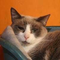 frimousse, chatte à adopter