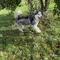 TOKY Réservé, chien à adopter