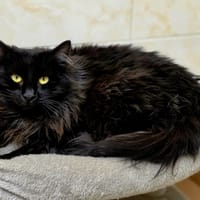 Pomponette, chatte à adopter