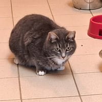 DOUDOUNE, chatte à adopter