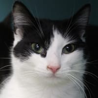 aldo, chat à adopter