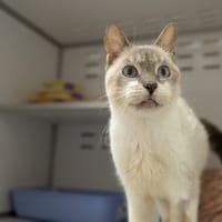 GUYZMO, chat à adopter