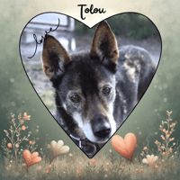 ATOLL DIT TOLOU, chien à adopter